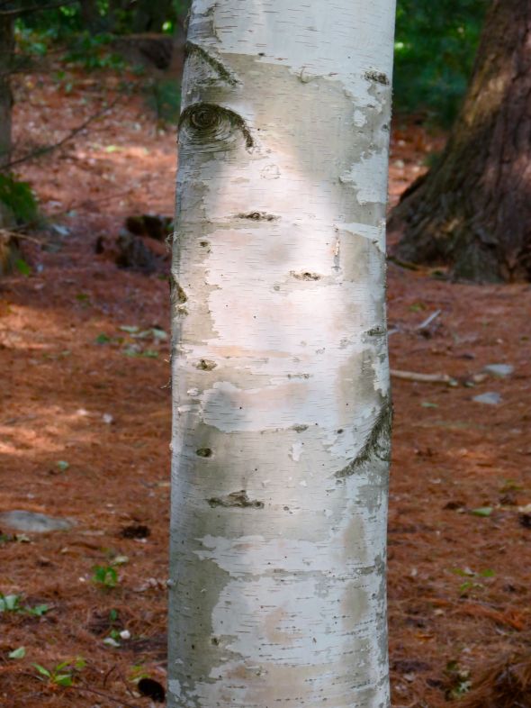 Birch