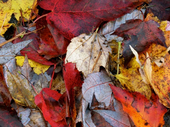 Carpet of Leaves