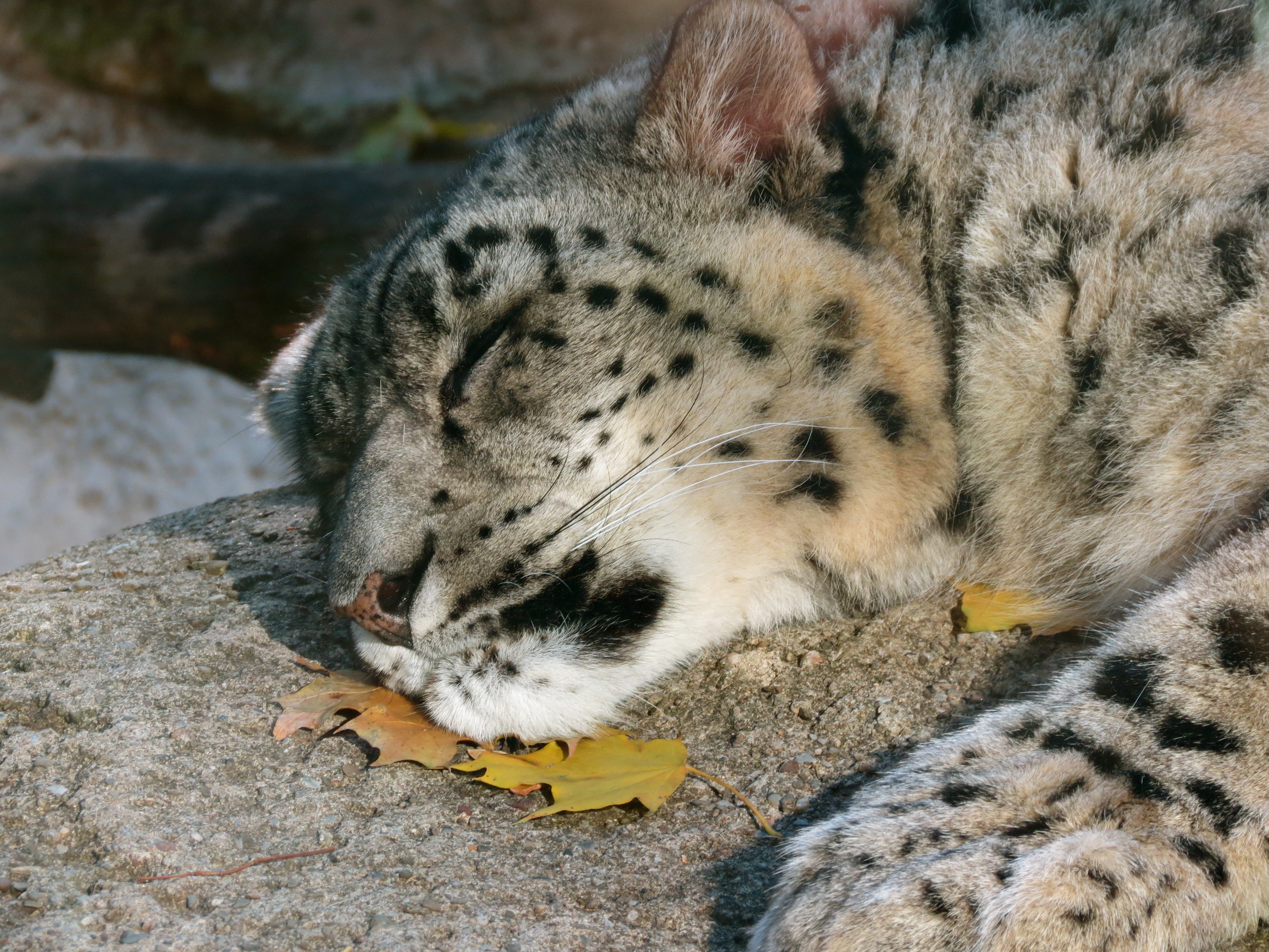 snowyleopardnapping