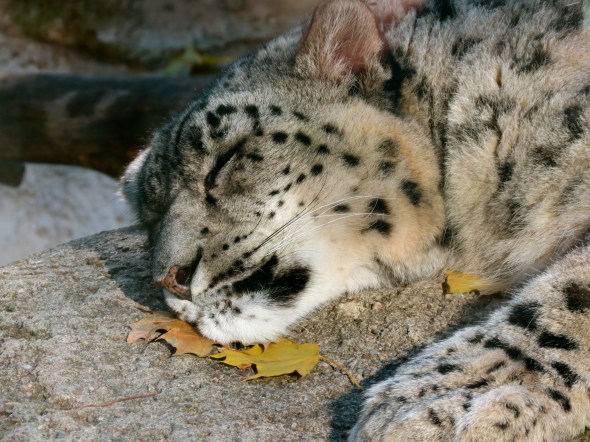 snowyleopardnapping