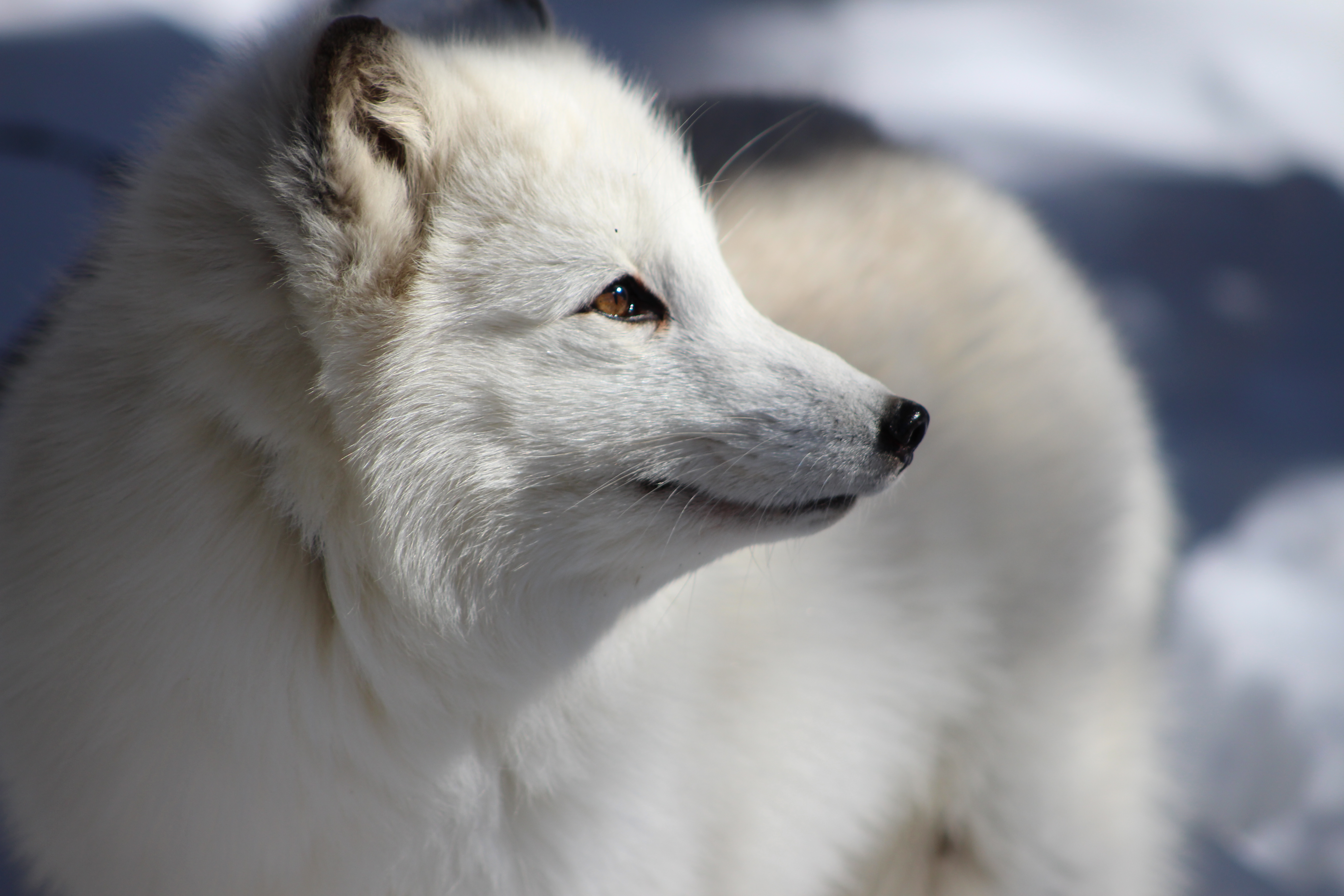 arcticfox