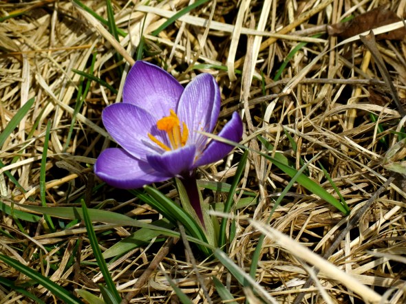 springcrocus