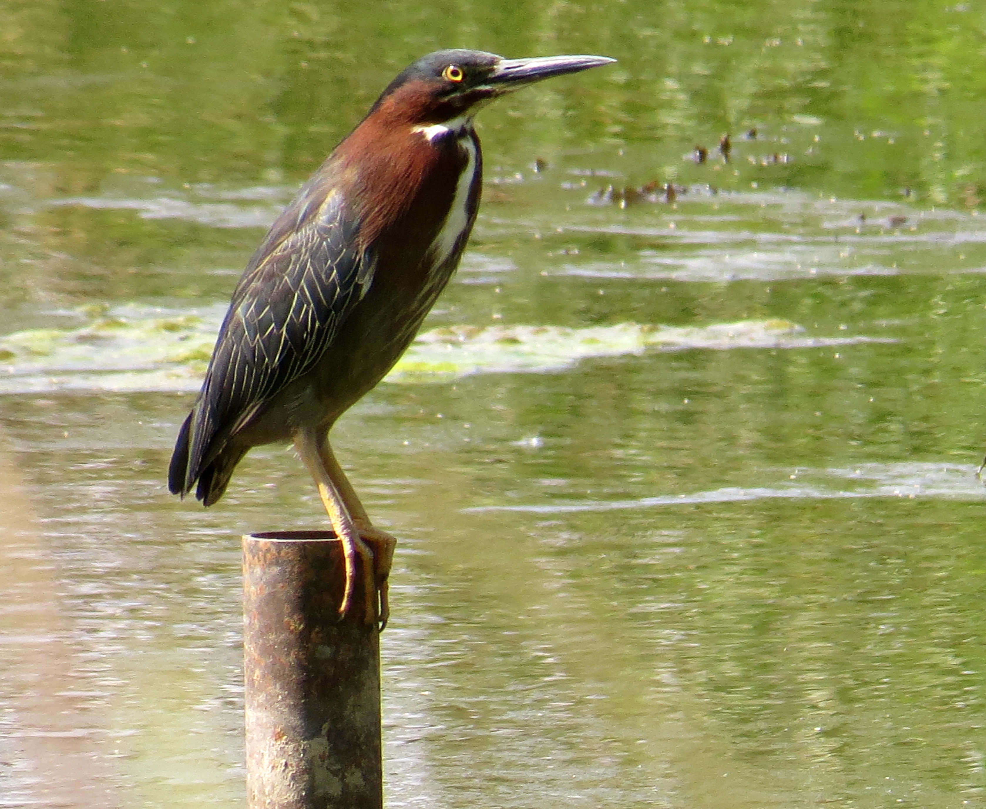 greenheron