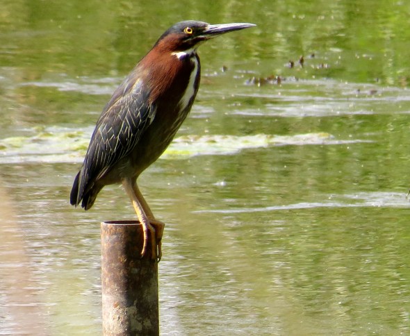 greenheron
