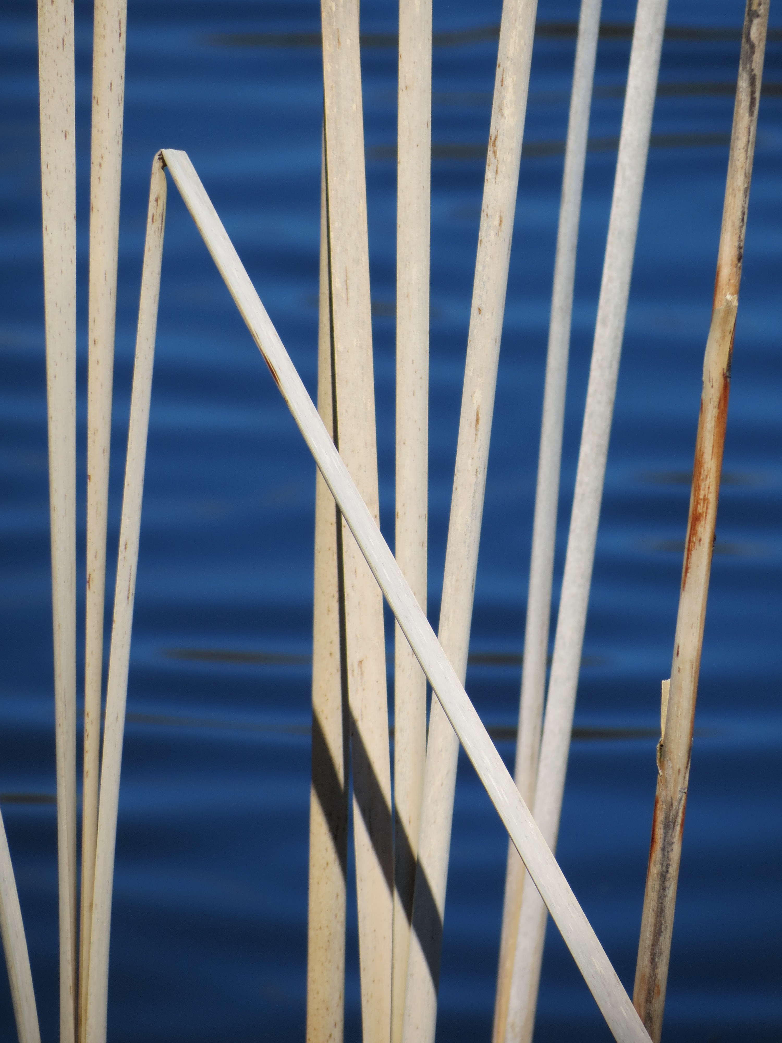 reeds