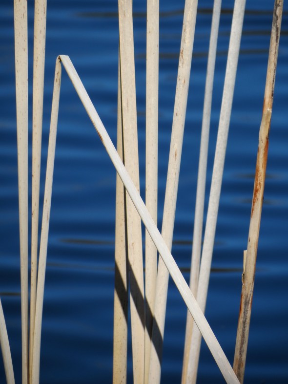 reeds