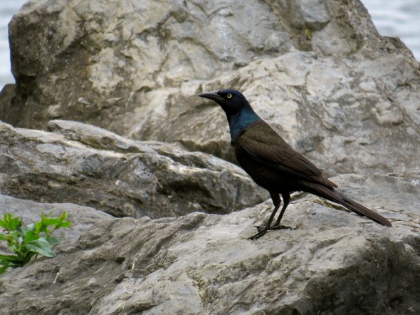 grackleday